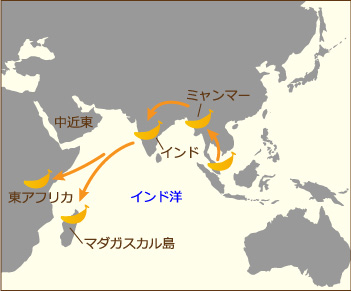 バナナの歴史 ｜バナナ大学 - バナナの情報総合サイト -