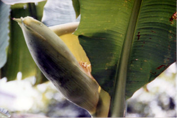バナナの植物学